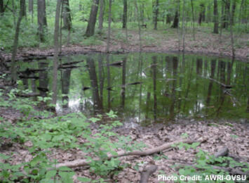 A vernal pool - a seasonally temporary wetland pond - surrounded by a wood.